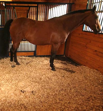 Horse Bedding